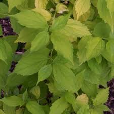 Attēlu rezultāti vaicājumam “Philadelphus coronarius leaf”