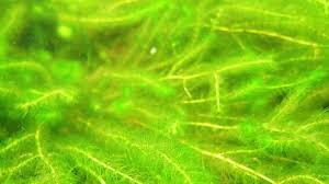 Attēlu rezultāti vaicājumam “Myriophyllum alterniflorum”