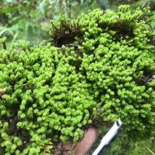 Attēlu rezultāti vaicājumam “Racomitrium canescens sporophyte”