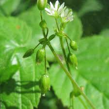 Attēlu rezultāti vaicājumam “Stellaria nemorum bud”