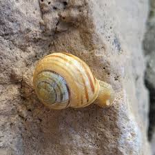 Attēlu rezultāti vaicājumam “Cepaea hortensis”