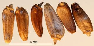 Attēlu rezultāti vaicājumam “Cirsium acaule fruit”