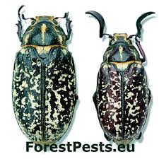 Attēlu rezultāti vaicājumam “Bupalus piniaria male”