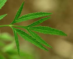 Attēlu rezultāti vaicājumam “Cicuta virosa leaf”