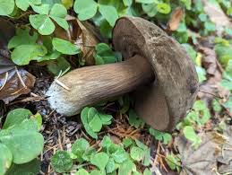 Attēlu rezultāti vaicājumam “Porphyrellus porphyrosporus”