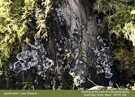 Attēlu rezultāti vaicājumam “Kretzschmaria deusta”