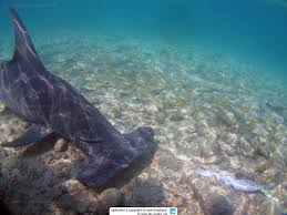 Image result for Sphyrna corona