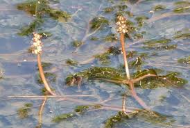 Attēlu rezultāti vaicājumam “Potamogetonaceae”