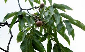 Attēlu rezultāti vaicājumam “Juglans regia fruit”