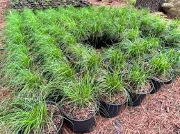 Attēlu rezultāti vaicājumam “Lycogala roseosporum sessile”