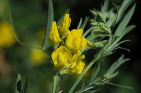 Attēlu rezultāti vaicājumam “Lathyrus pratensis”