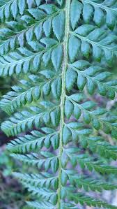 Attēlu rezultāti vaicājumam “Polystichum aculeatum”