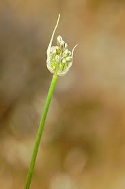 Attēlu rezultāti vaicājumam “Allium oleraceum flower”
