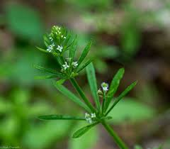Image result for Galium aparine
