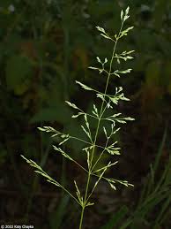 Attēlu rezultāti vaicājumam “Poa pratensis fruit”