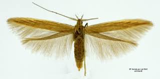 Attēlu rezultāti vaicājumam “Coleophora alticolella”