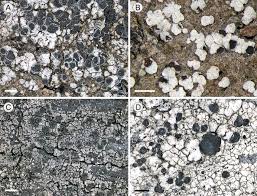 Attēlu rezultāti vaicājumam “Trapeliopsis flexuosa”