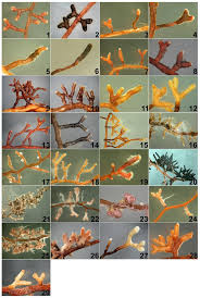 Attēlu rezultāti vaicājumam “Enteridium corticatum”