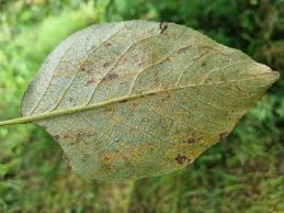 Attēlu rezultāti vaicājumam “Melampsora populnea”