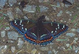 Attēlu rezultāti vaicājumam “Limenitis populi upperside”