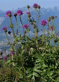 Attēlu rezultāti vaicājumam “Centaurea scabiosa bud”