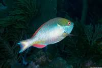Image result for Sparisoma aurofrenatum