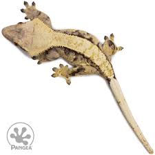 Image result for Harlequin Gc