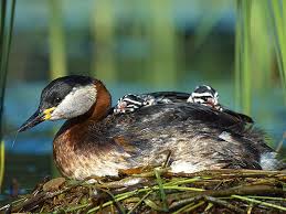 Attēlu rezultāti vaicājumam “Podiceps cristatus nest”
