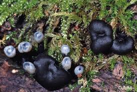 Attēlu rezultāti vaicājumam “Holwaya mucida”