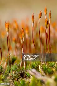 Attēlu rezultāti vaicājumam “Polytrichum piliferum sporophyte”