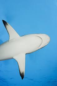 Image result for Carcharhinus amblyrhynchos