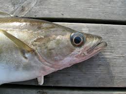 Image result for Pollachius pollachius