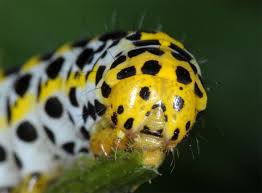 Attēlu rezultāti vaicājumam “Shargacucullia scrophulariae larva”