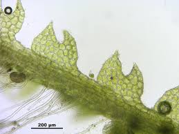 Attēlu rezultāti vaicājumam “Cephalozia connivens”