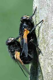 Attēlu rezultāti vaicājumam “Mesembrina meridiana”