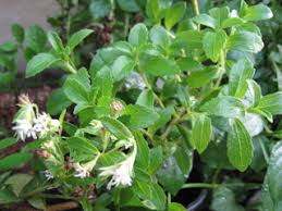 Image result for Stevia rebaudiana