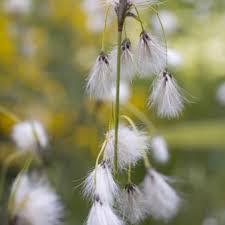 Attēlu rezultāti vaicājumam “Eriophorum latifolium flower”