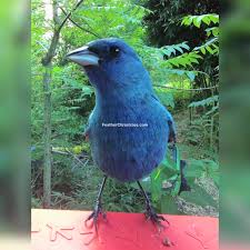 Image result for Passerina cyanea