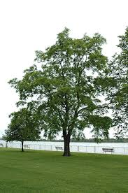 Attēlu rezultāti vaicājumam “Robinia pseudoacacia”