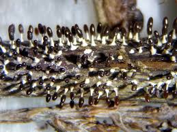 Attēlu rezultāti vaicājumam “Diachea subsessilis young”