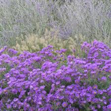 Image result for Aster novae-angliae