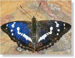 Attēlu rezultāti vaicājumam “Apatura iris male”