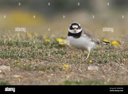 Attēlu rezultāti vaicājumam “Charadrius hiaticula adult”