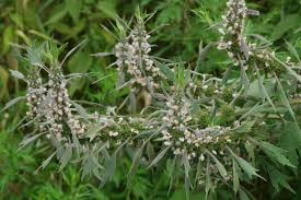 Attēlu rezultāti vaicājumam “Leonurus quinquelobatus flower”