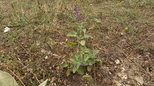 Attēlu rezultāti vaicājumam “Salvia verticillata leaf”