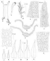 Attēlu rezultāti vaicājumam “Saelania glaucescens sporophyte”