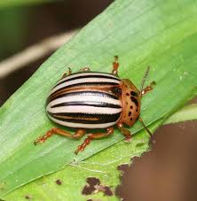 Attēlu rezultāti vaicājumam “Leptinotarsa decemlineata”