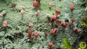 Attēlu rezultāti vaicājumam “Baeomyces rufus”