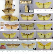 Attēlu rezultāti vaicājumam “Lithosia quadra male”