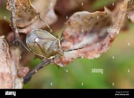 Attēlu rezultāti vaicājumam “Chlorochroa pinicola”